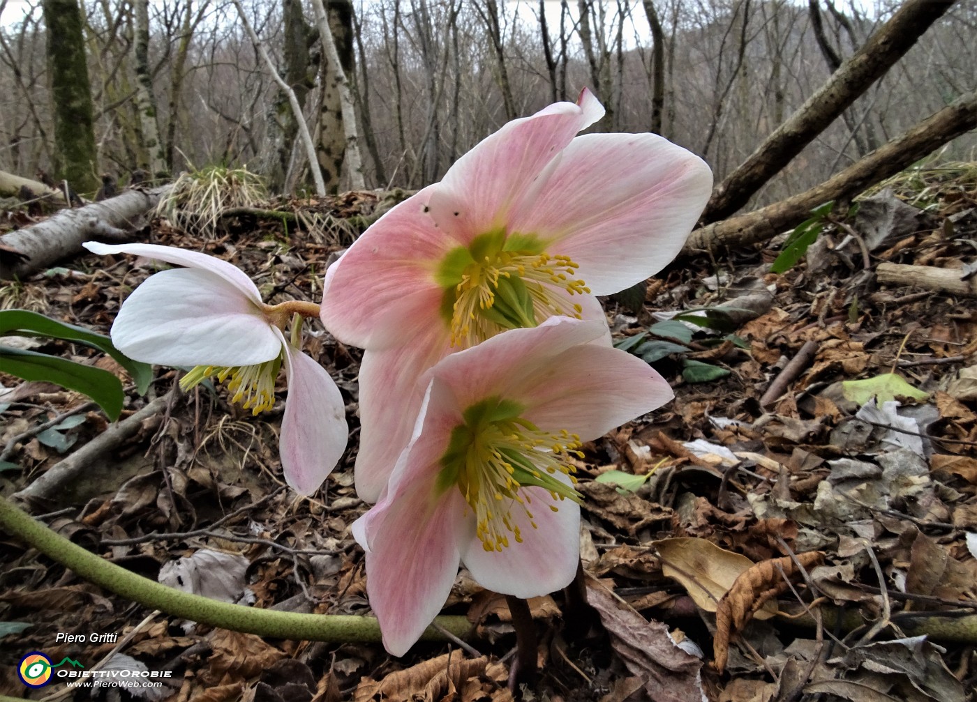 61 Rose di Natale - Ellebori - (Helleborus niger).JPG